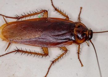 Hamam böceğini yakmak isterken apartmanı ateşe verdi