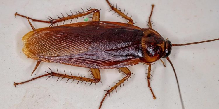 Hamam böceğini yakmak isterken apartmanı ateşe verdi