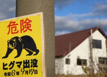 Japonya'da ayı saldırısı: 2 yaralı