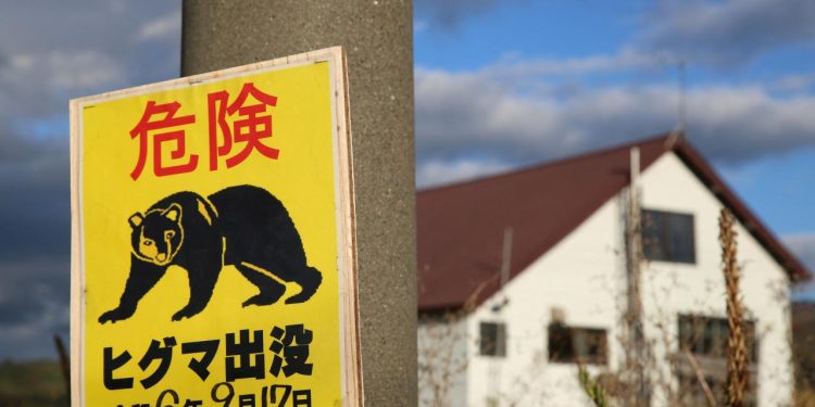 Japonya'da ayı saldırısı: 2 yaralı