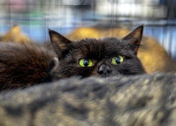 İspanya'da Cadılar Bayramı öncesi siyah kedi sahiplenme yasağı