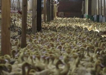 Almanya'da kuş gribi nedeniyle 400 bin fazla hayvan itlaf edildi