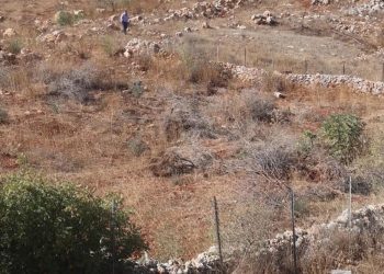 İsrail'in yerinden ettiği Lübnanlılar, 2 yıl sonra döndükleri zeytinliklerini yok edilmiş halde buldu