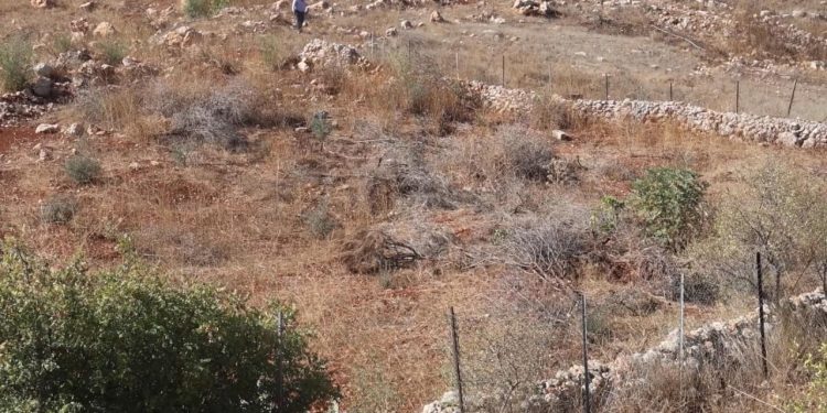 İsrail'in yerinden ettiği Lübnanlılar, 2 yıl sonra döndükleri zeytinliklerini yok edilmiş halde buldu