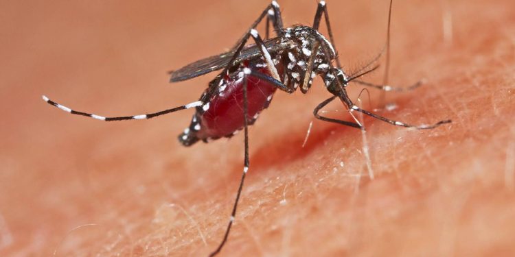 Dünyada sivrisineğin hiç görülmediği ülkede sivrisinek görüldü