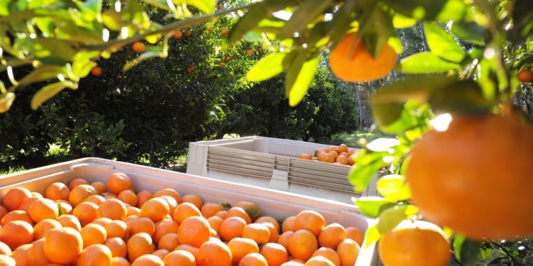 Narenciye üreticileri Güzelyurt’ta “süresiz eylem ateşi” yakıyor