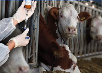 Boğaziçi’nde şap şüphesi: Numuneler türkiyeye gönderildi