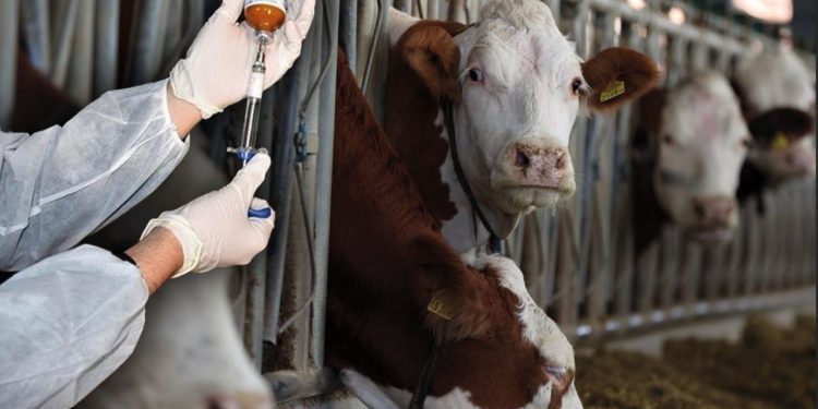 Boğaziçi’nde şap şüphesi: Numuneler türkiyeye gönderildi