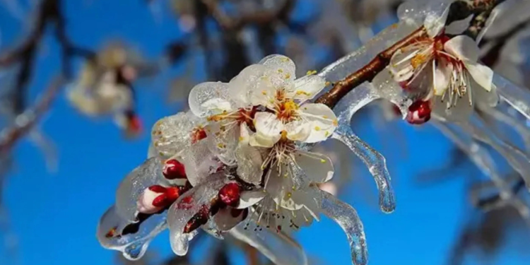 Sabah saatlerinde don bekleniyor