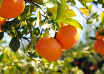 İhracat sürecindeki engeller giderilsin