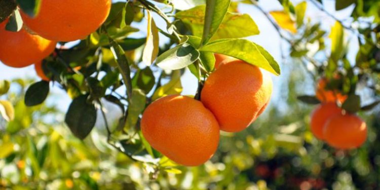 İhracat sürecindeki engeller giderilsin