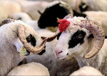 Din İşleri Başkanlığı vekâlet yoluyla kurban kesim bedellerini açıkladı