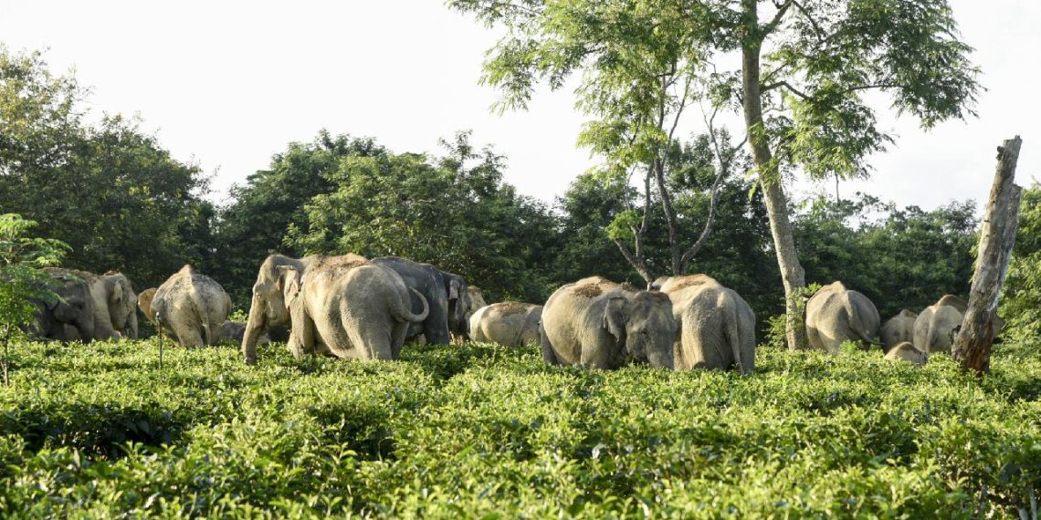Afrika'da fillerin saldırısına uğrayan milyoner avcı hayatını kaybetti