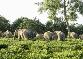 Afrika'da fillerin saldırısına uğrayan milyoner avcı hayatını kaybetti