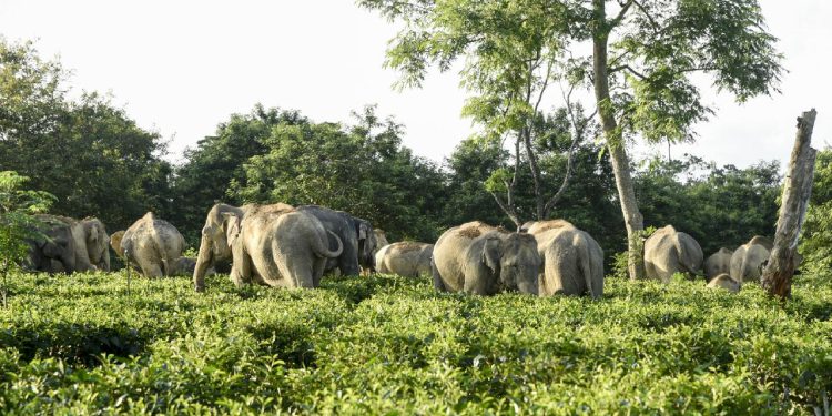 Afrika'da fillerin saldırısına uğrayan milyoner avcı hayatını kaybetti
