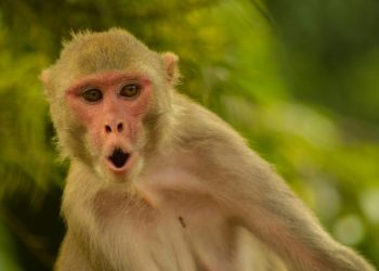 Axios: Hürmüz'e giden gemide bulunan bir ABD askeri, Tayland molasında maymun saldırısına uğradı