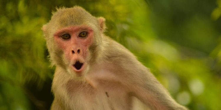 Axios: Hürmüz'e giden gemide bulunan bir ABD askeri, Tayland molasında maymun saldırısına uğradı