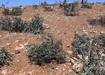 Ramallah'ta zeytinliklere saldırı: 200 ağaç söküldü