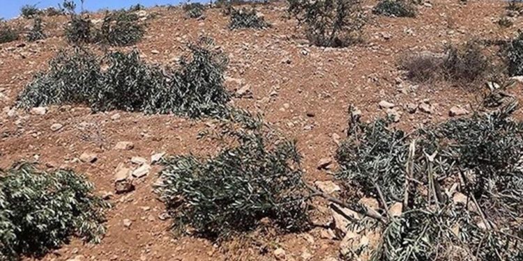 Ramallah'ta zeytinliklere saldırı: 200 ağaç söküldü