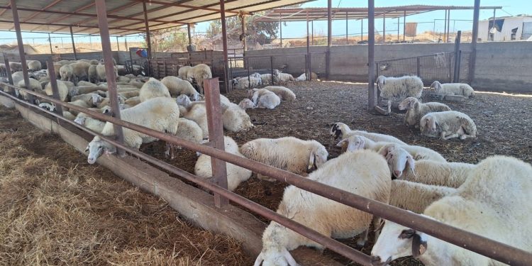 Veteriner Dairesi’nden kurban açıklaması