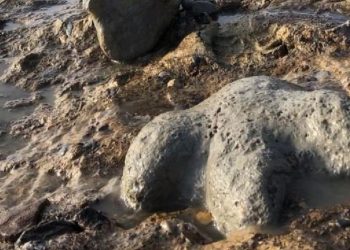 Tayland'da yeni bir dinozor türüne ait kalıntılar bulundu