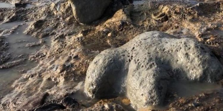 Tayland'da yeni bir dinozor türüne ait kalıntılar bulundu