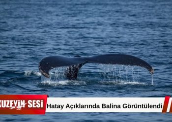 Samandağ Açıklarında Balina Görüntülendi!