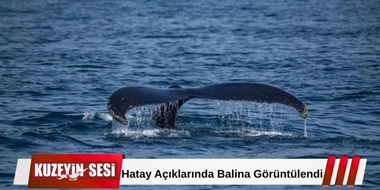 Samandağ Açıklarında Balina Görüntülendi!