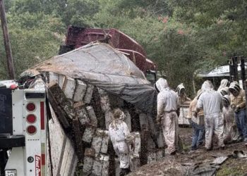 Texas'ta arı yüklü TIR devrildi: Milyonlarca bal arısı çevreye yayıldı