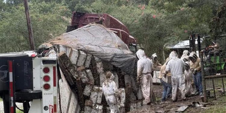 Texas'ta arı yüklü TIR devrildi: Milyonlarca bal arısı çevreye yayıldı