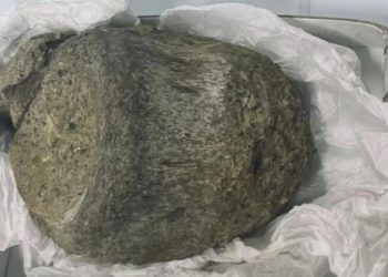 Çekmecede unutulan fosil Antarktikanın ilk dinazoru çıktı