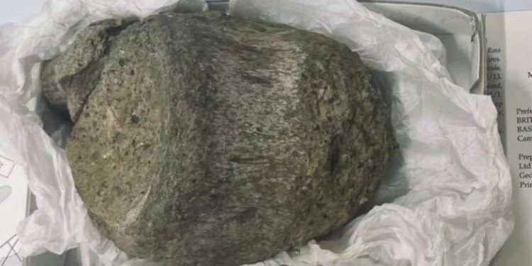 Çekmecede unutulan fosil Antarktikanın ilk dinazoru çıktı