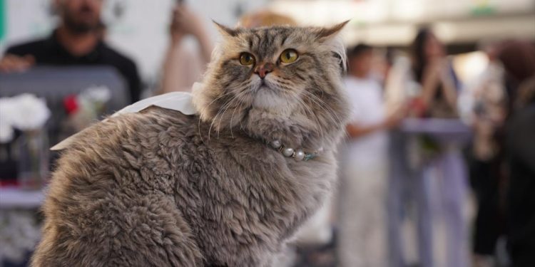 Vietnam'da kesilmek üzere çalınan yüzlerce kedi kurtarıldı