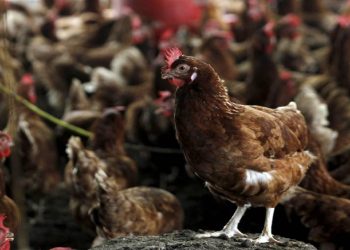 Kuş gribi son kıtanın da kapısını çaldı: H5N1 Avustralyaya ulaştı