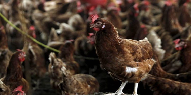 Kuş gribi son kıtanın da kapısını çaldı: H5N1 Avustralyaya ulaştı