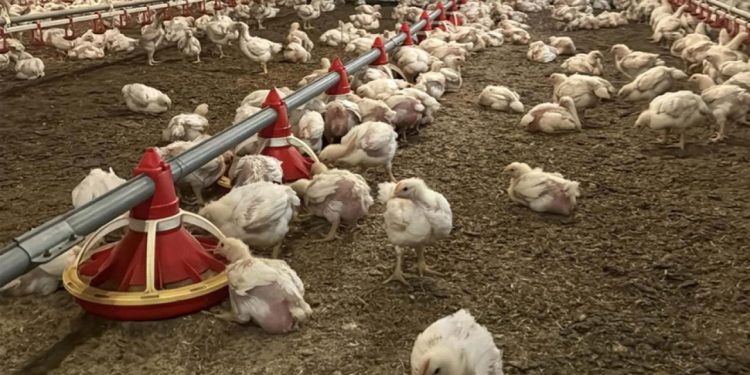Yüz binlerce kümes hayvanı itlaf edildi