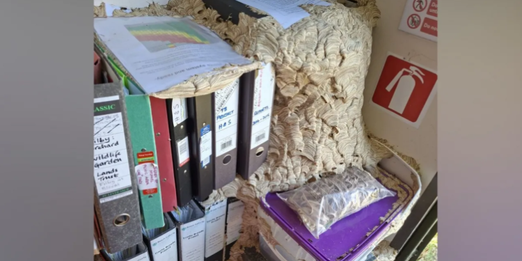 Yaban arıları ofisi istila etti