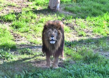 Japonya'da aşırı sıcaklar nedeniyle hayvanat bahçesinde üç aslan öldü