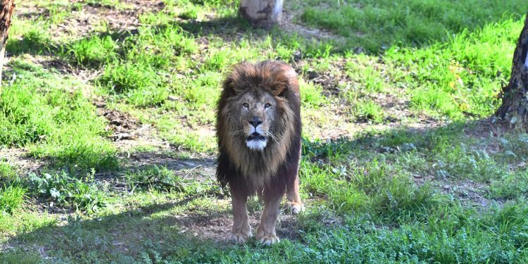Japonya'da aşırı sıcaklar nedeniyle hayvanat bahçesinde üç aslan öldü