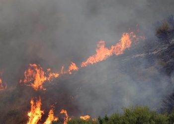 Cezayir'in doğusunda çıkan orman yangınlarında 12 kişi hayatını kaybetti