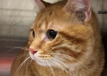 Kaybolan kedi, 10 yıl sonra evine geri döndü