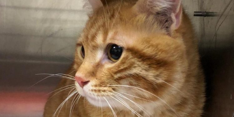 Kaybolan kedi, 10 yıl sonra evine geri döndü