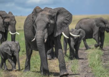 Kenya'da Amboseli Milli Parkı ve çevresinde ölen fillerin sayısı 17'ye yükseldi