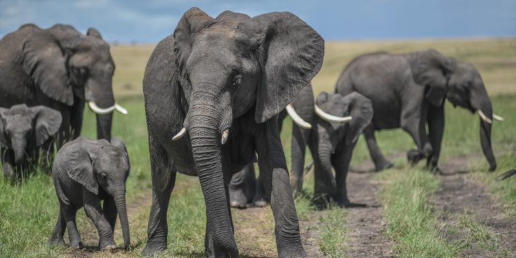 Kenya'da Amboseli Milli Parkı ve çevresinde ölen fillerin sayısı 17'ye yükseldi