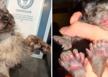 29 parmaklı kedi en çok parmağa sahip kedi rekorunu kırdı