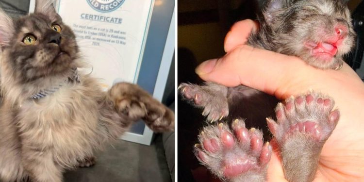 29 parmaklı kedi en çok parmağa sahip kedi rekorunu kırdı