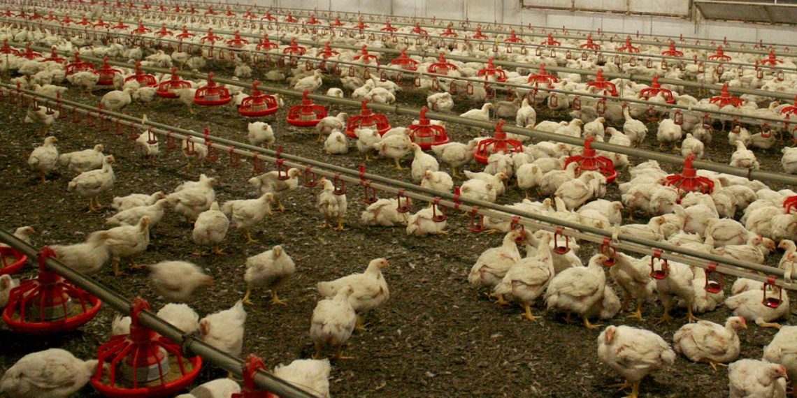 Kuş gribi yayılıyor: Avustralya kümes hayvanlarını kapalı alanlara taşıyor