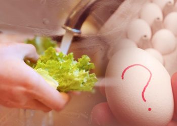 Belçika'da salmonella bakterisi bulaşan yumurtaları tüketen 300'den fazla kişi hastalandı