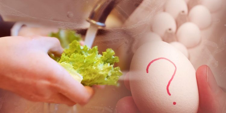 Belçika'da salmonella bakterisi bulaşan yumurtaları tüketen 300'den fazla kişi hastalandı