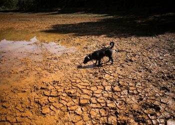 Dev El Nino: 6 ay içinde 450 binden fazla ölüm öngörülüyor
